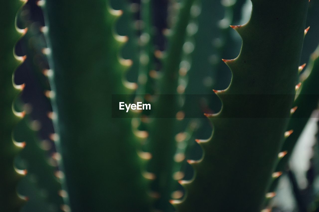 CLOSE-UP OF ALOE VERA