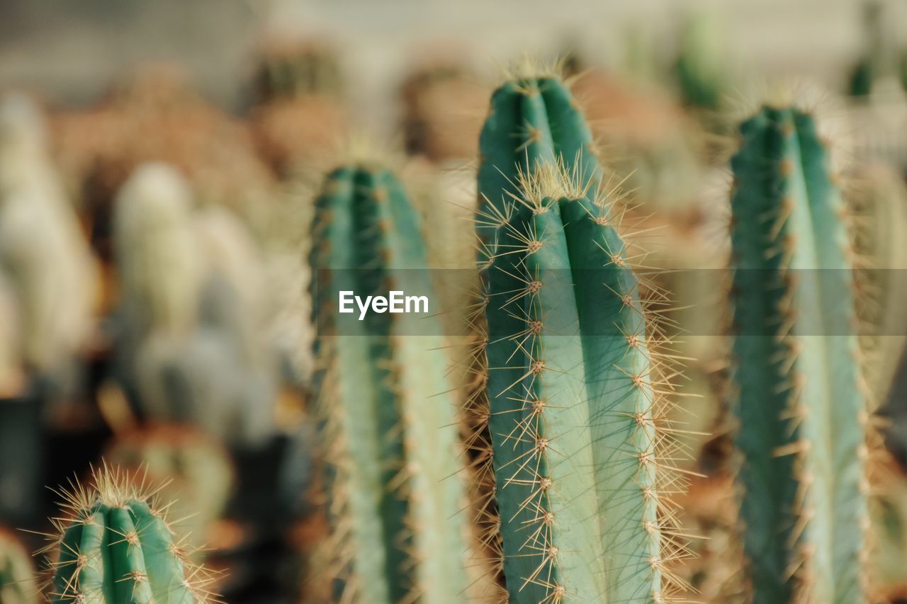 Close-up of succulent plant