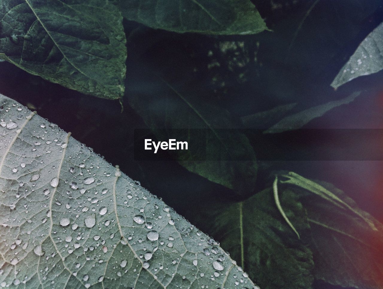 CLOSE-UP OF WATER DROPS ON LEAF
