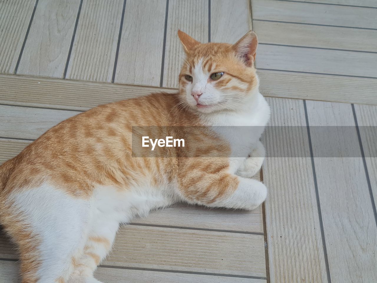 animal, animal themes, pet, domestic animals, mammal, cat, domestic cat, feline, one animal, whiskers, tabby cat, wood, small to medium-sized cats, no people, relaxation, felidae, portrait, high angle view, looking at camera, day, sitting, flooring, looking, boardwalk