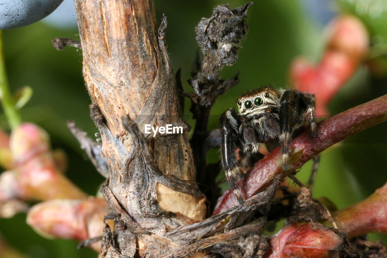 CLOSE-UP OF INSECT ON BRANCH