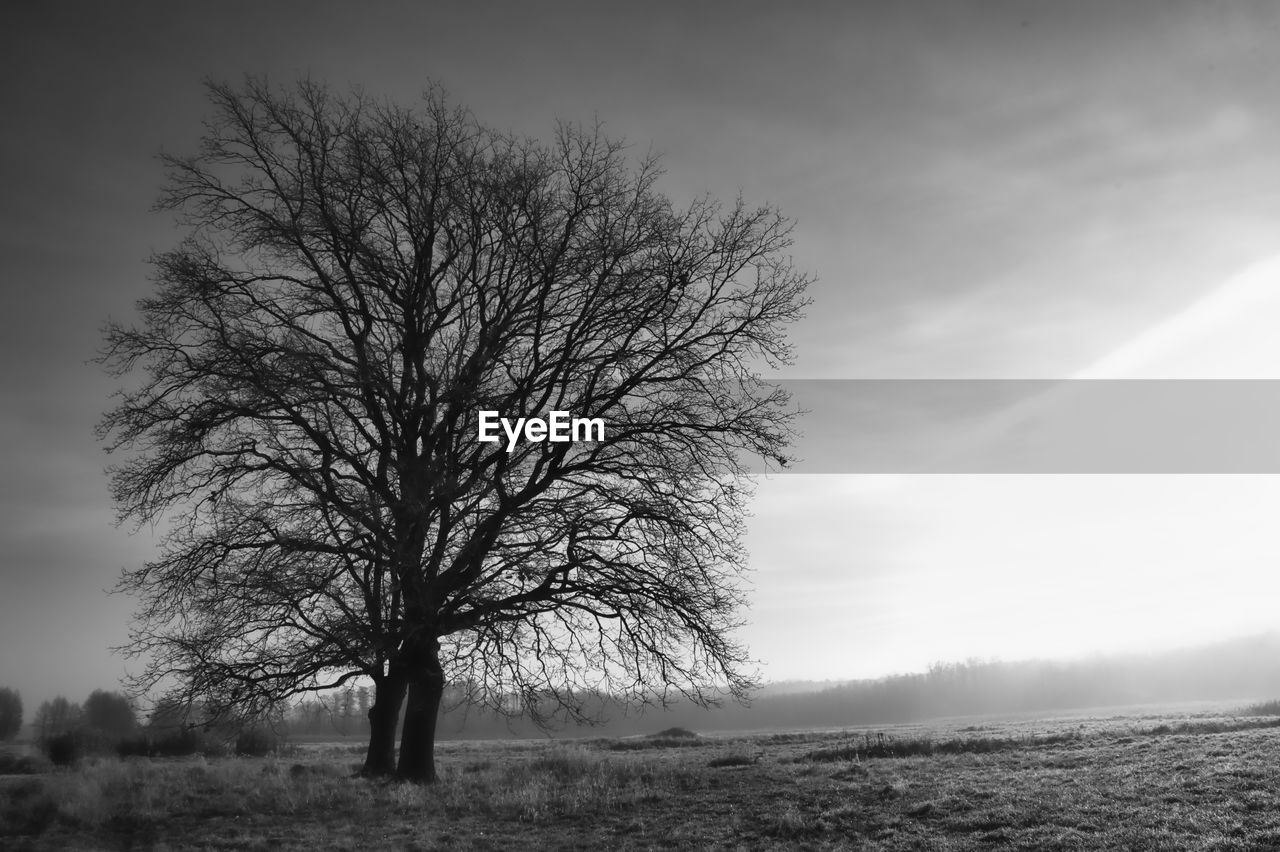 BARE TREES ON LANDSCAPE AGAINST SKY