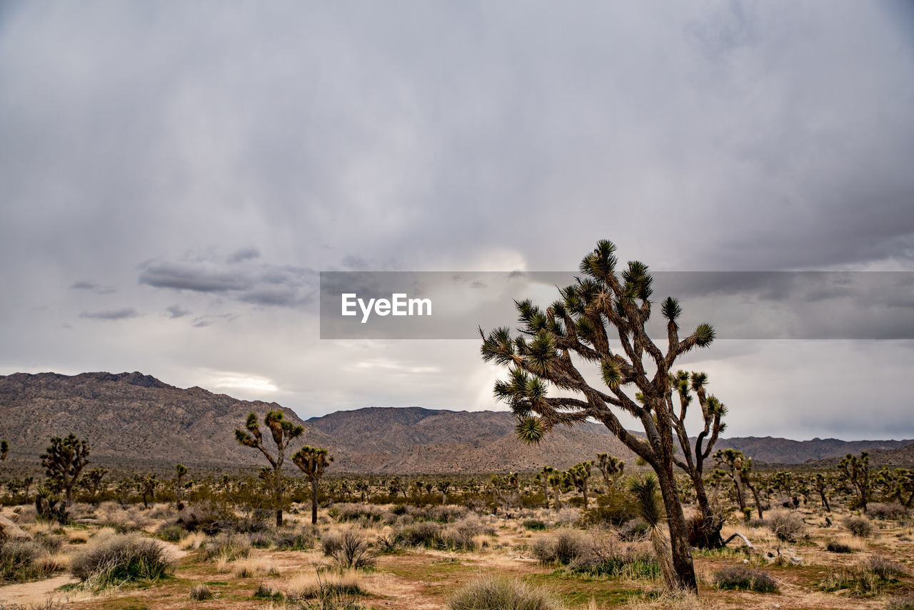 Joshua trees spread on desert landscape under cloudy sky by hills