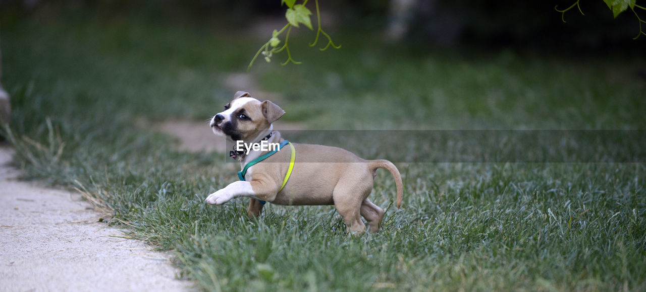 PUPPY ON GRASS