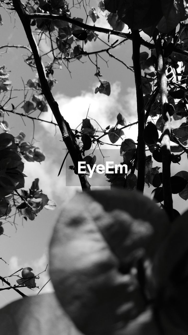 CLOSE-UP OF TREES AGAINST SKY