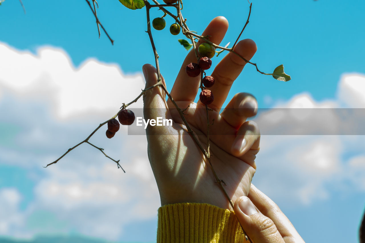 Low angle view of person holding plant against sky