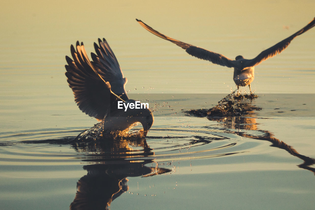 VIEW OF BIRDS IN LAKE