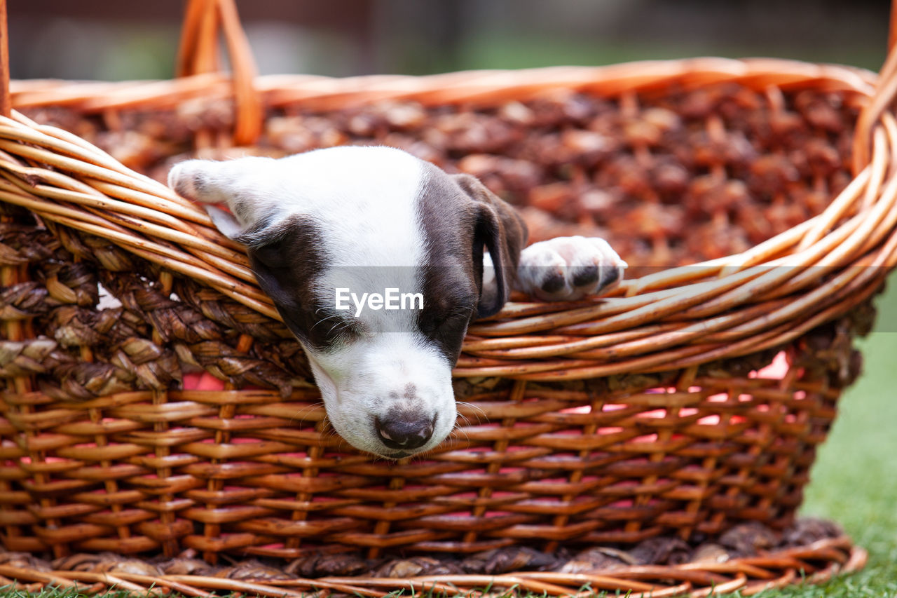 Little puppy of the french pointing dog breed sleeping in a basket under the sun