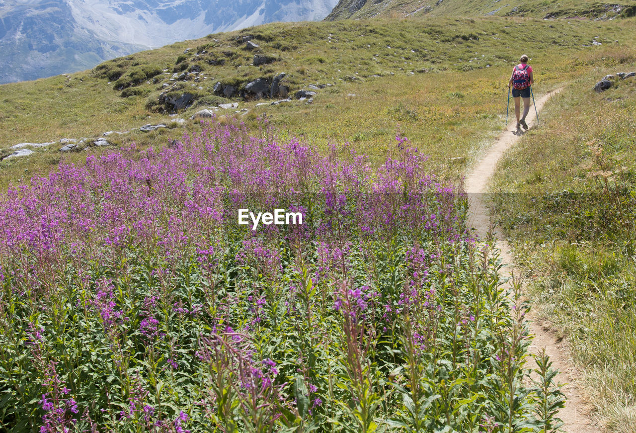 Hiker dressed in the same color as willowherbs in the mountains in summer