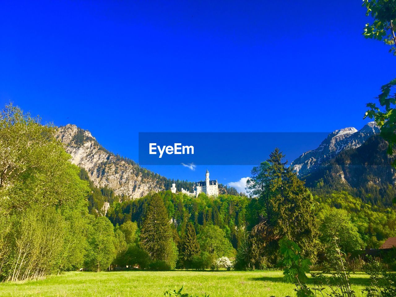 TREES AND PLANTS ON LANDSCAPE AGAINST CLEAR BLUE SKY