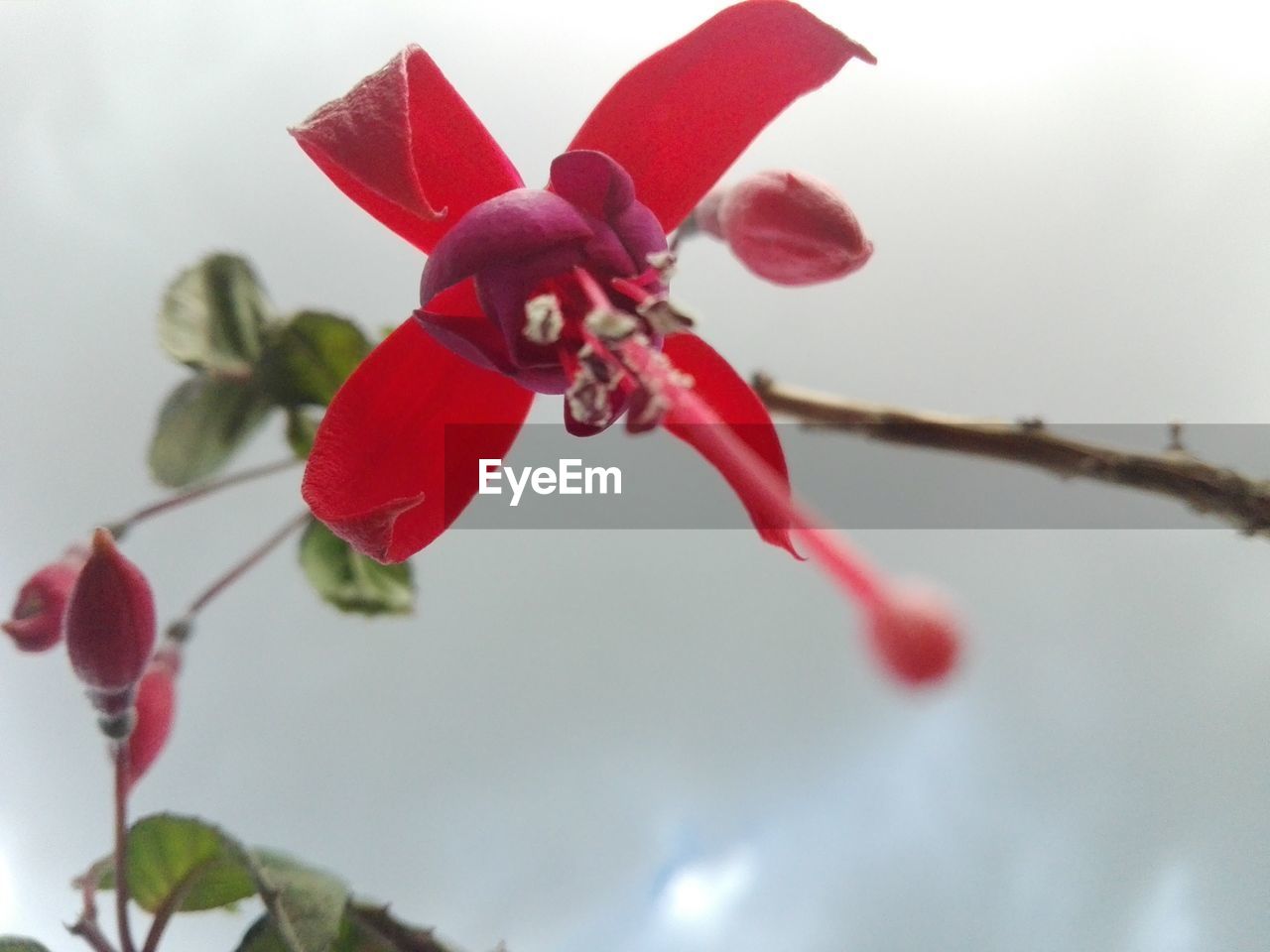 CLOSE-UP OF RED ROSE PLANT