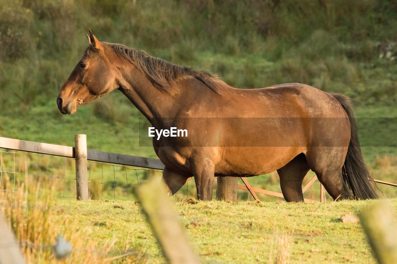 Horse standing in field