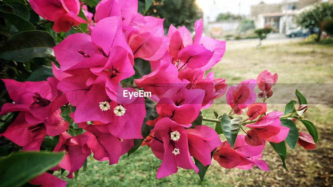 CLOSE-UP OF PINK FLOWERS BLOOMING ON PLANT