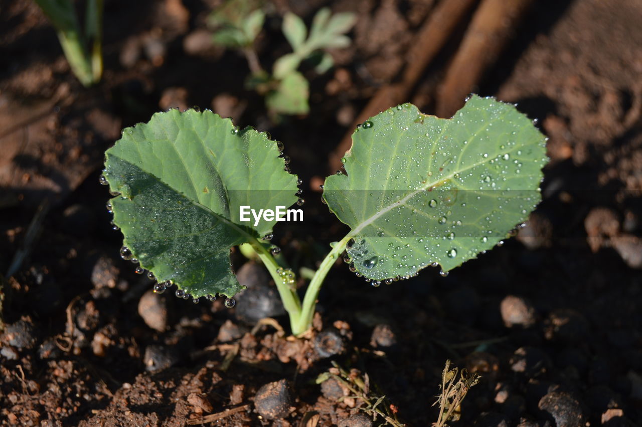 Close-up of green vegetables plant on land