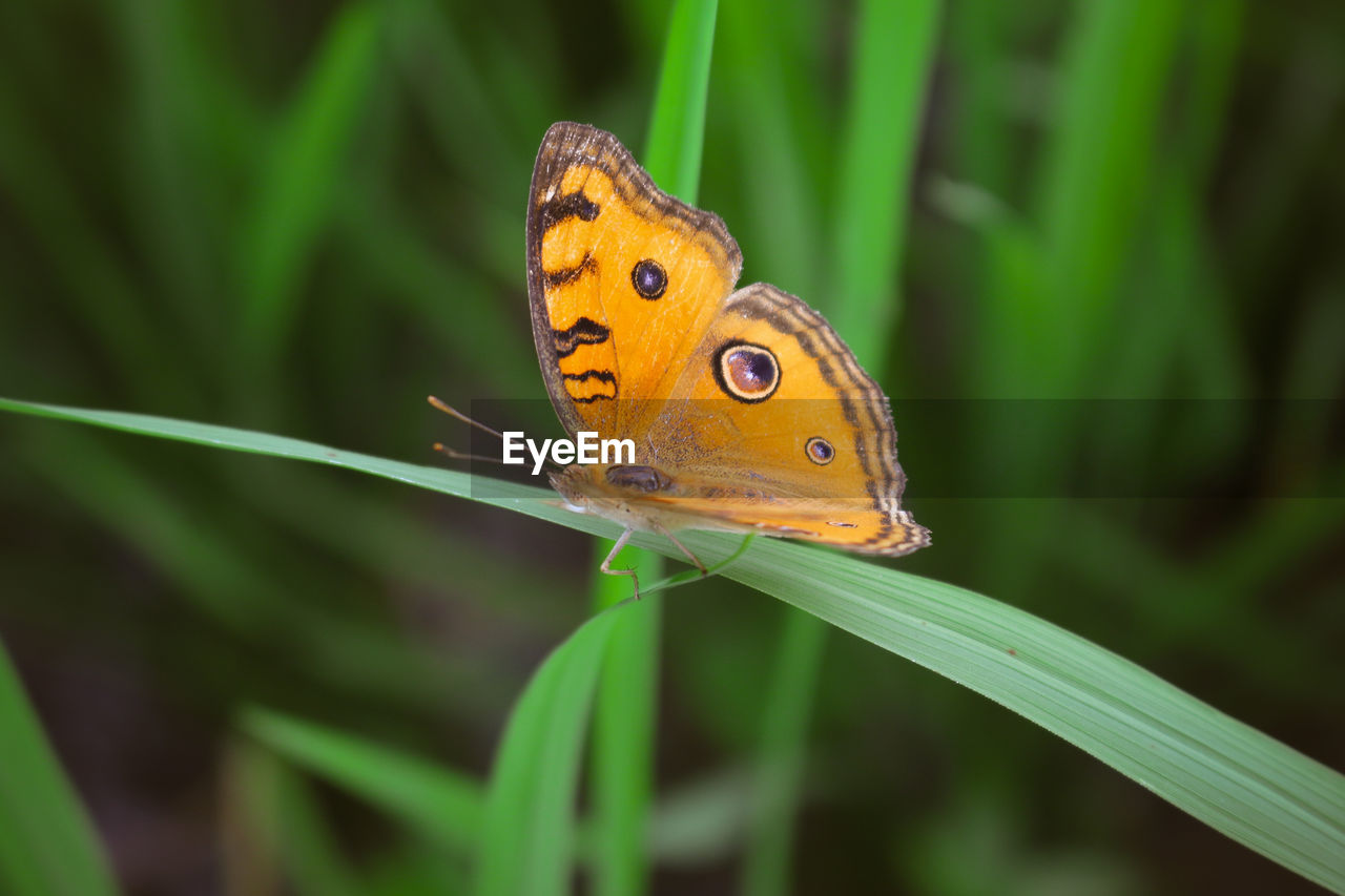 BUTTERFLY ON A LEAF