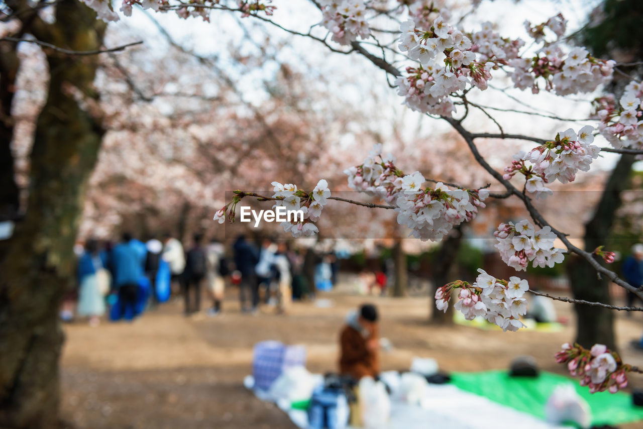Picnic or hanami under cherry trees. closeup white sakura flower with blur people