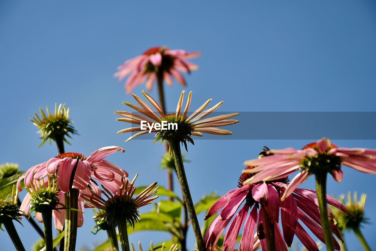 Close-up of pink flowers growing against clear sky