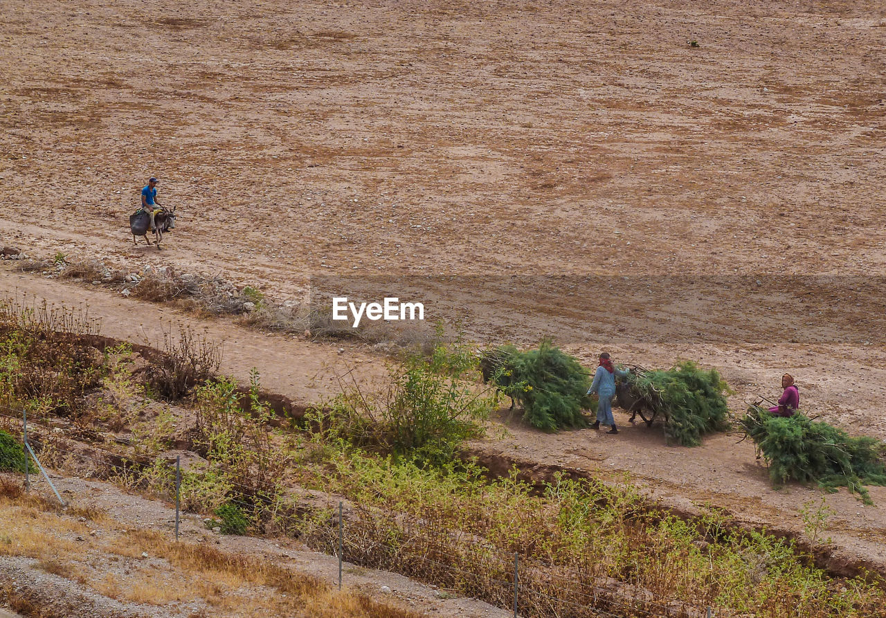 HIGH ANGLE VIEW OF PEOPLE WALKING ON FIELD BY PLANTS