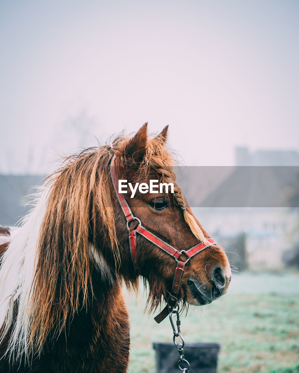 EXTREME CLOSE-UP OF A HORSE