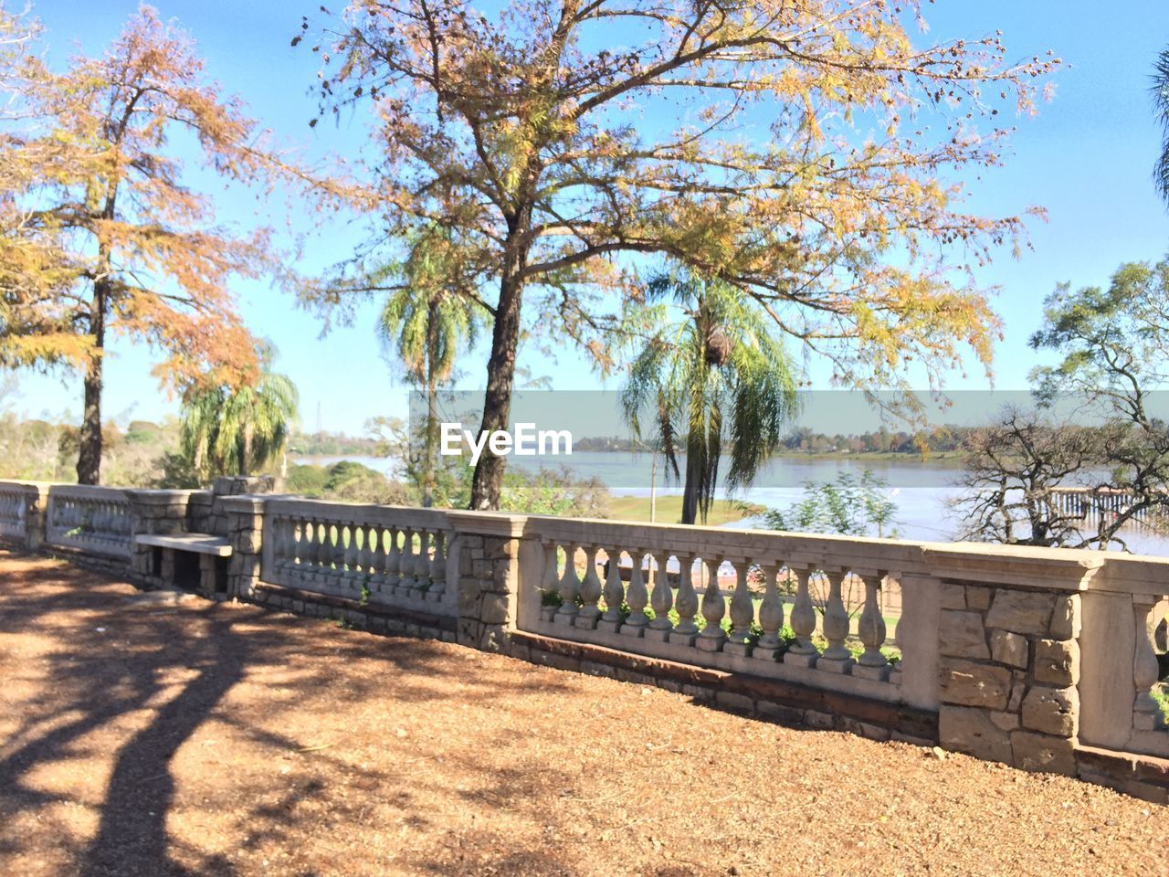 VIEW OF TREES IN PARK