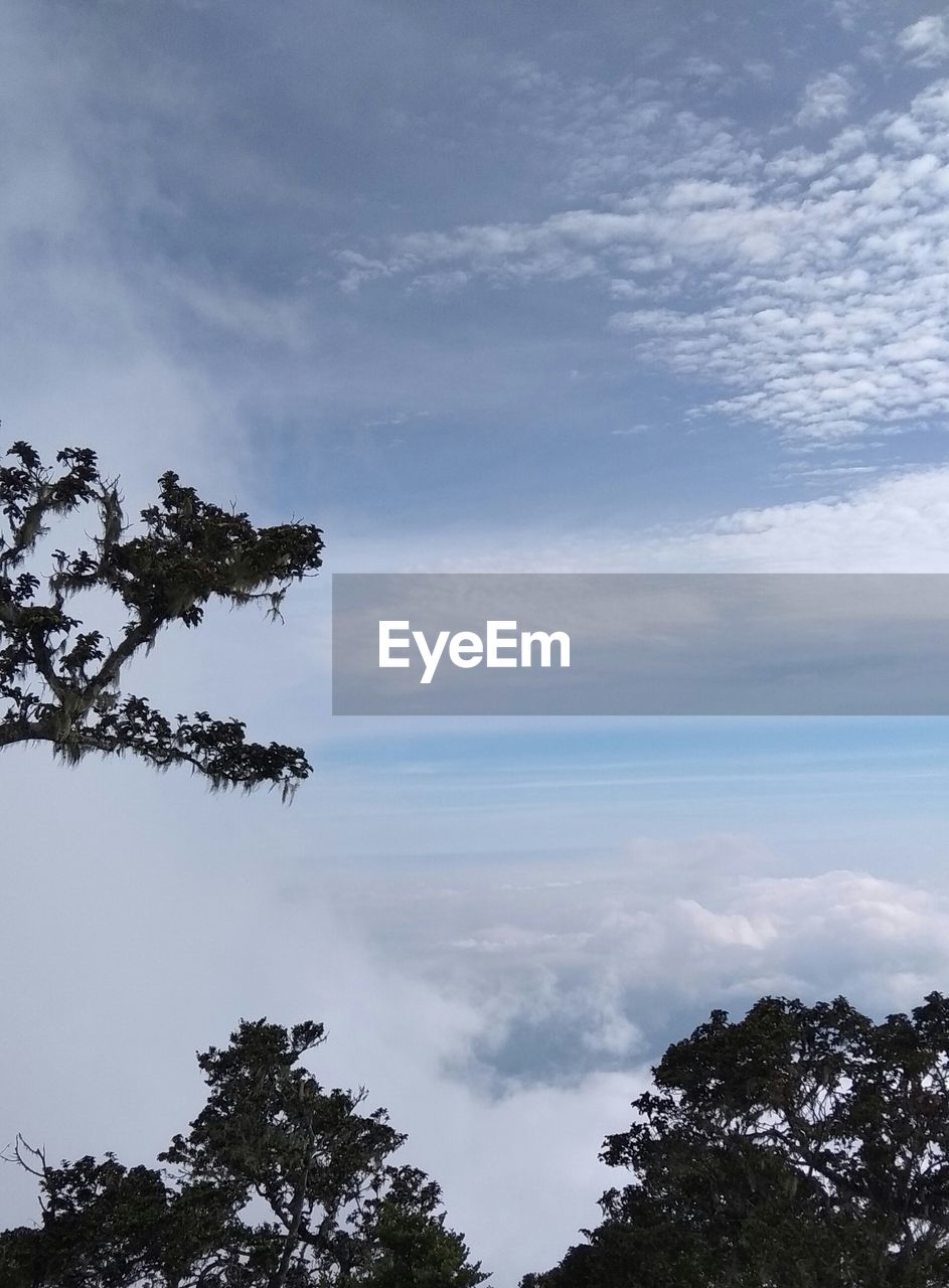 SILHOUETTE OF TREES AGAINST CLOUDY SKY