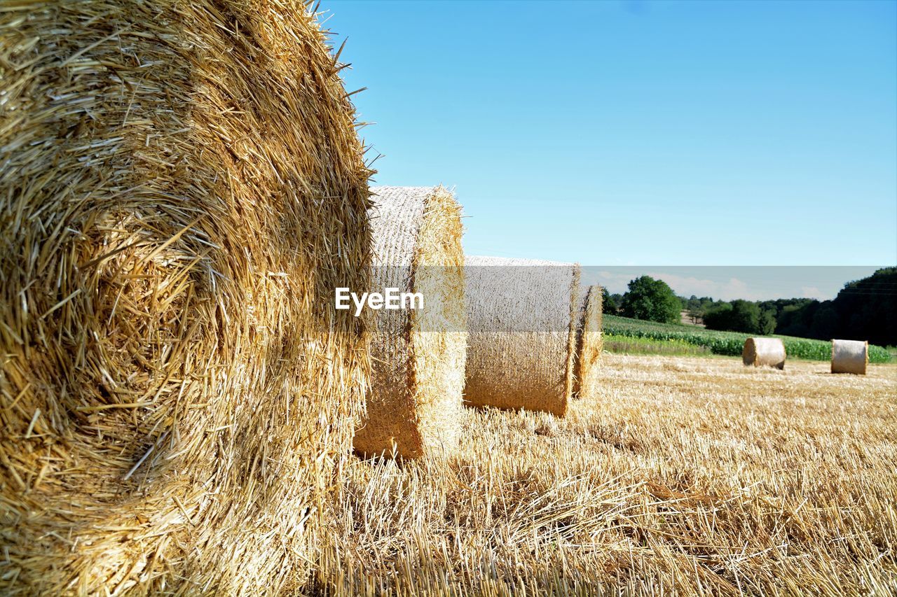 CLOSE-UP OF HAY BALES IN FIELD