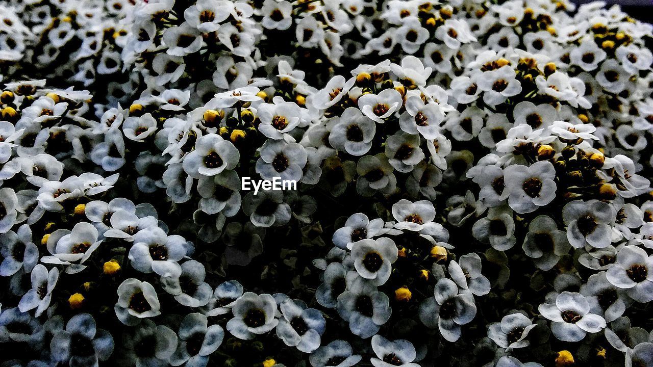 High angle view of white flowering plant