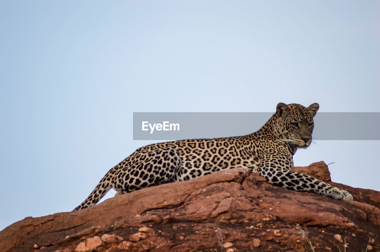 Leopard lying on a rock in tsavo west park in kenya