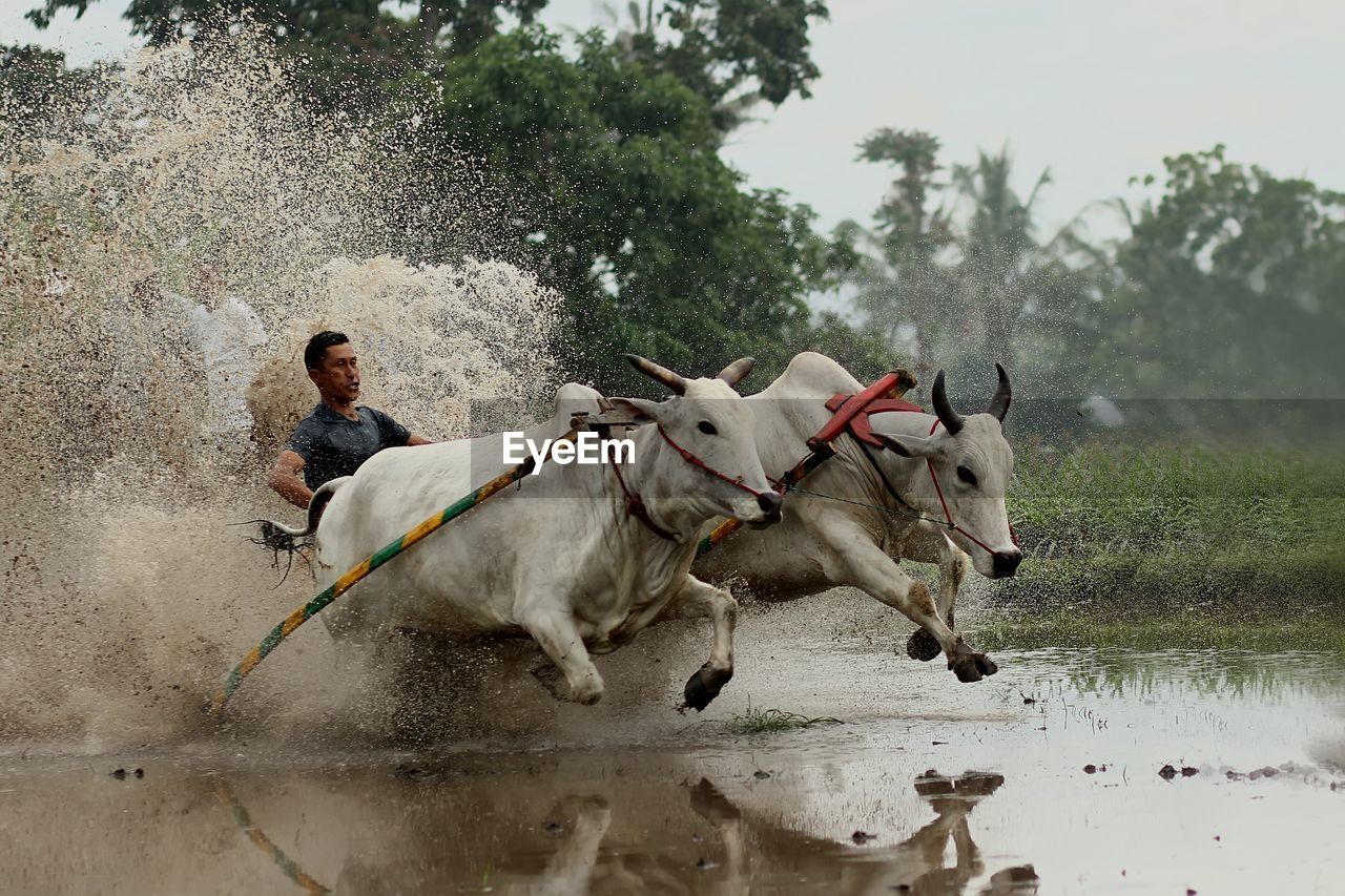 Full length of man riding bullock cart in pond at farm