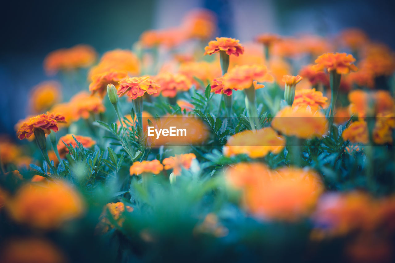 CLOSE-UP OF ORANGE FLOWERING PLANT