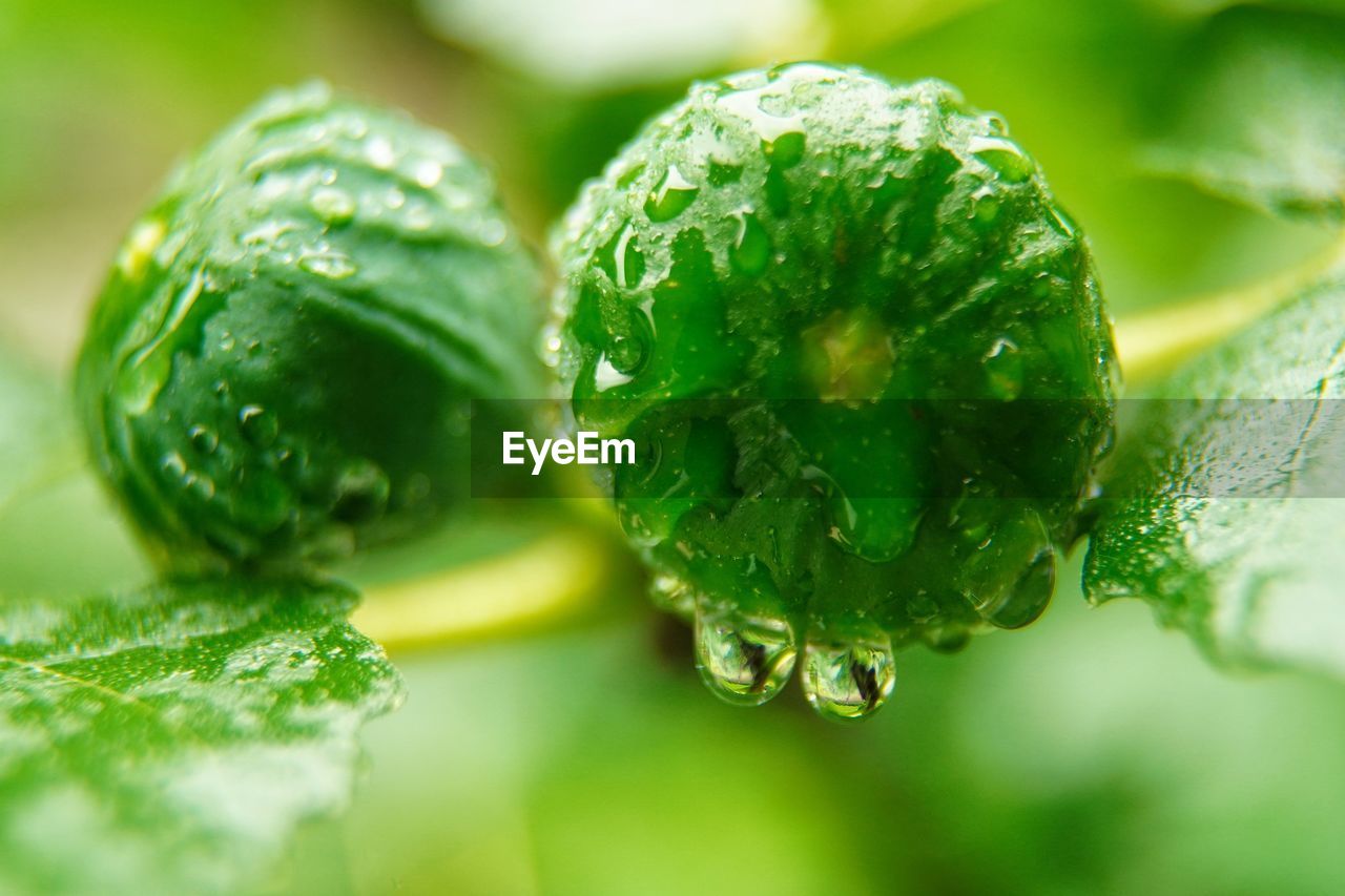 CLOSE-UP OF WET GREEN PLANT