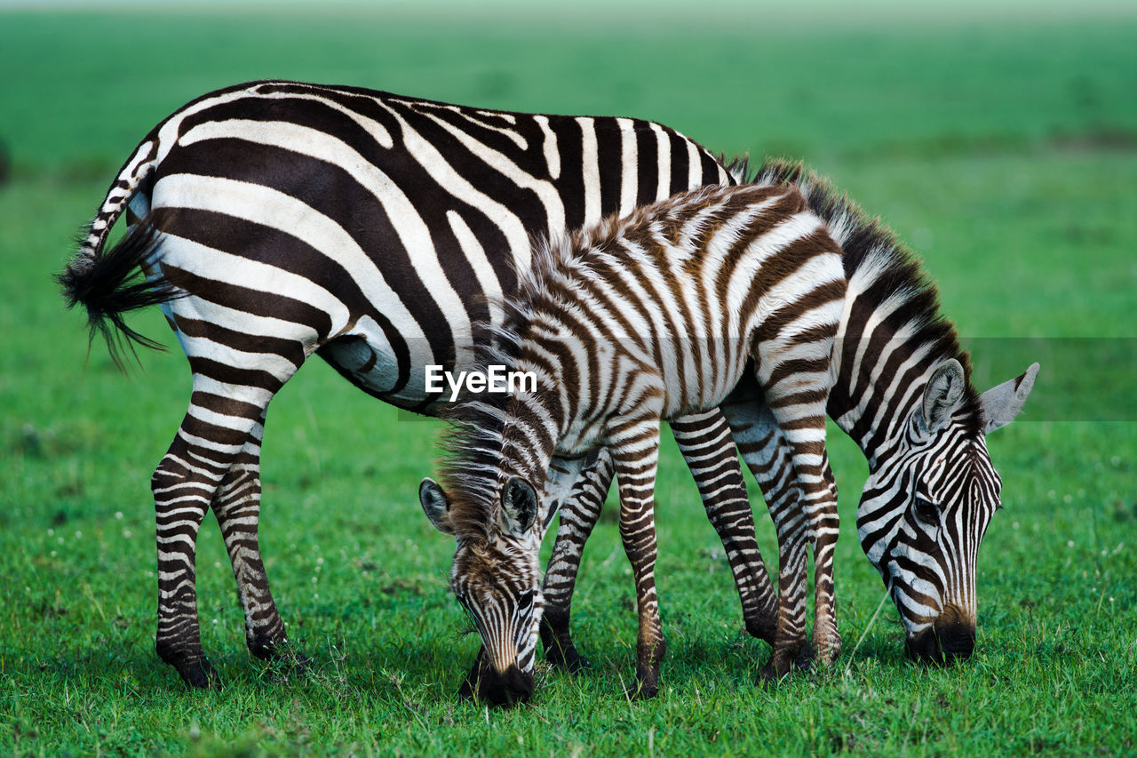 Zebras grazing on field