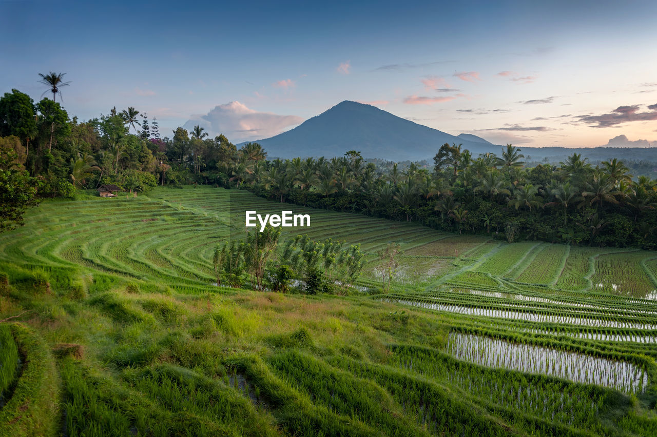 Scenic view of rice field against sky