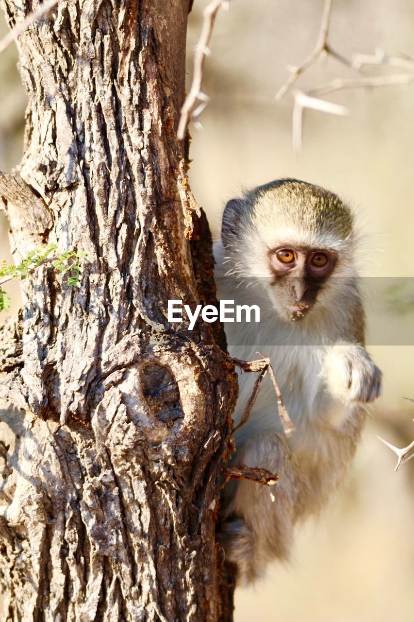 Portrait of an monkey on tree trunk