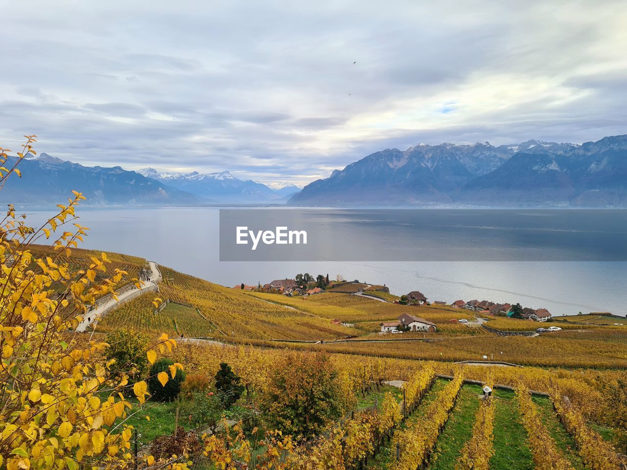 Scenic view of vineyard against sky