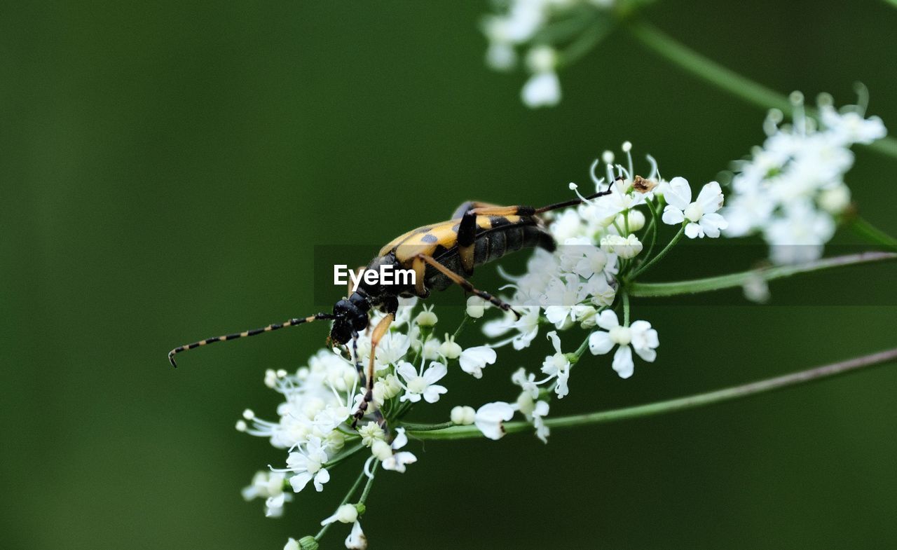 CLOSE-UP OF INSECT ON WHITE FLOWER