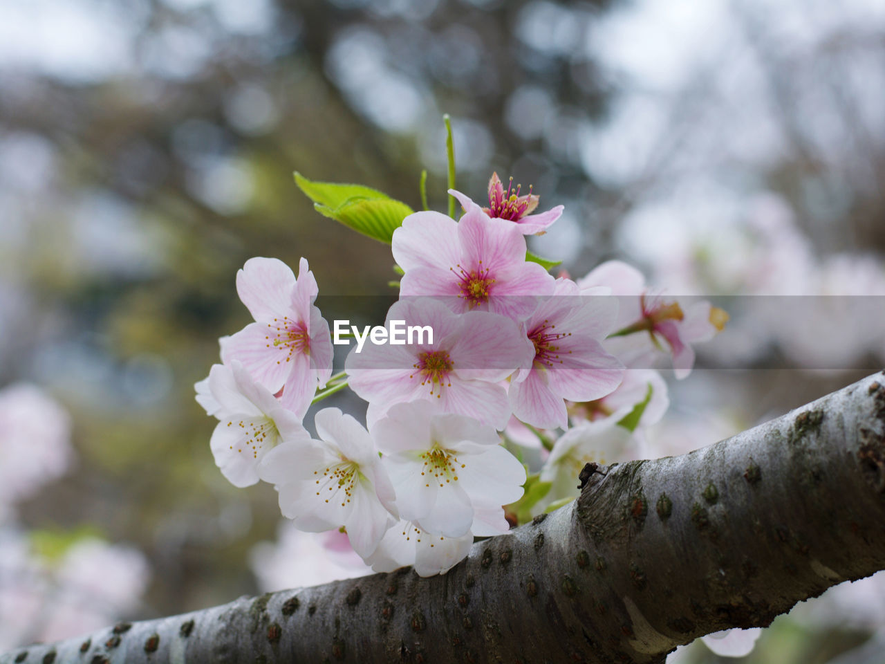 CLOSE-UP OF PINK CHERRY BLOSSOMS ON TREE