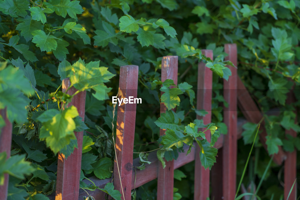 CLOSE-UP OF PLANTS GROWING IN FIELD