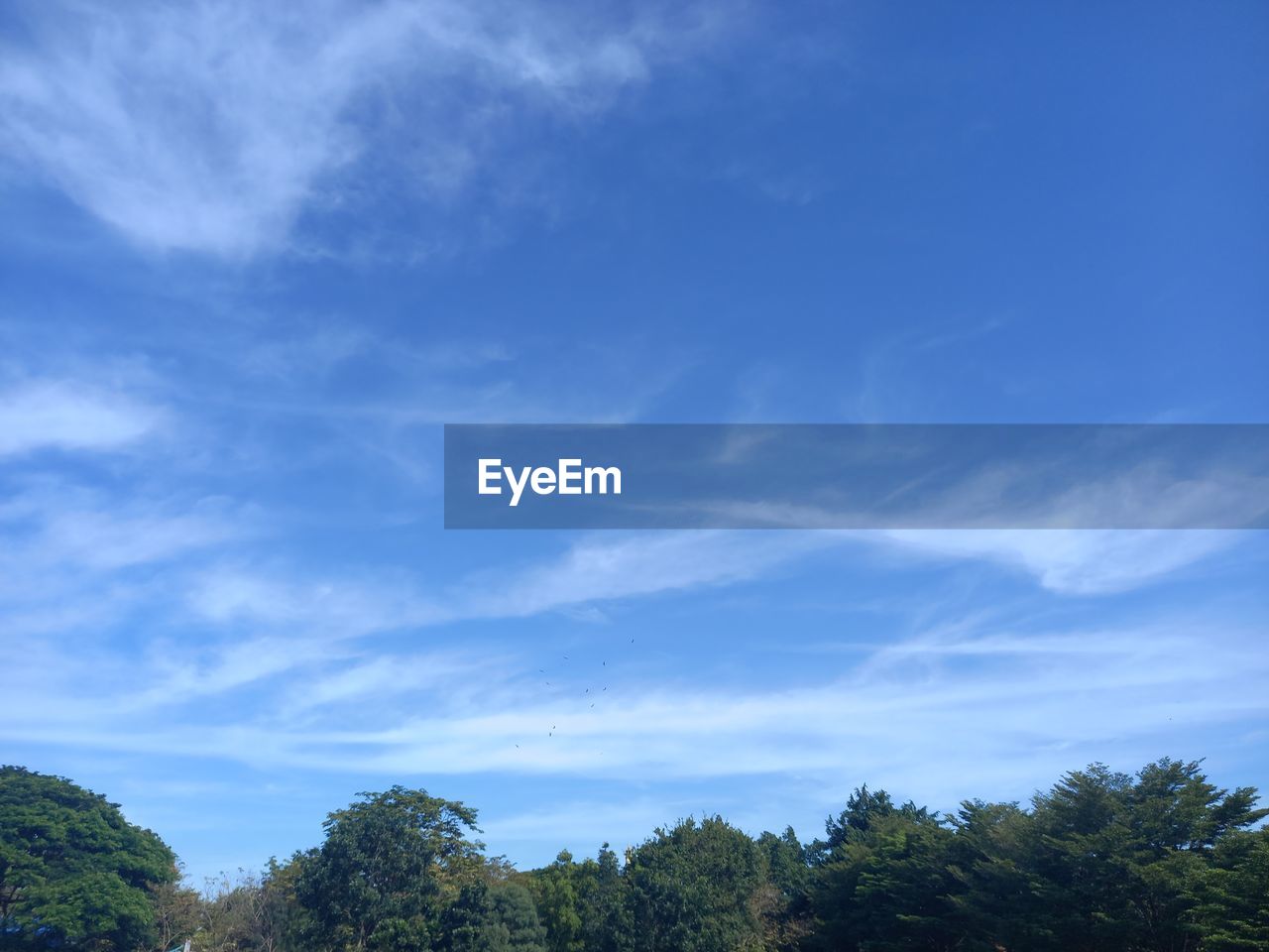 LOW ANGLE VIEW OF TREE AGAINST BLUE SKY