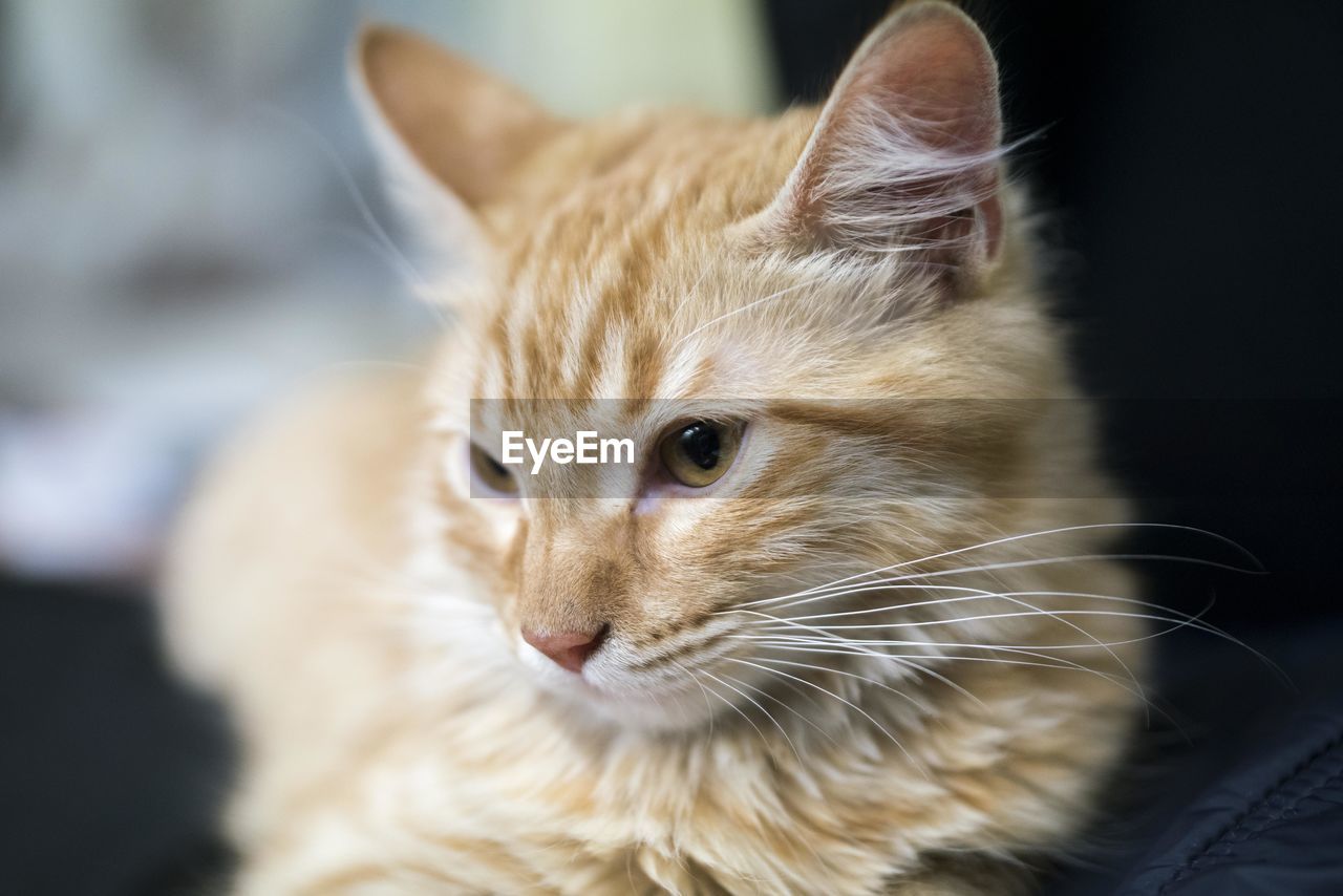 Close-up of a cat looking away