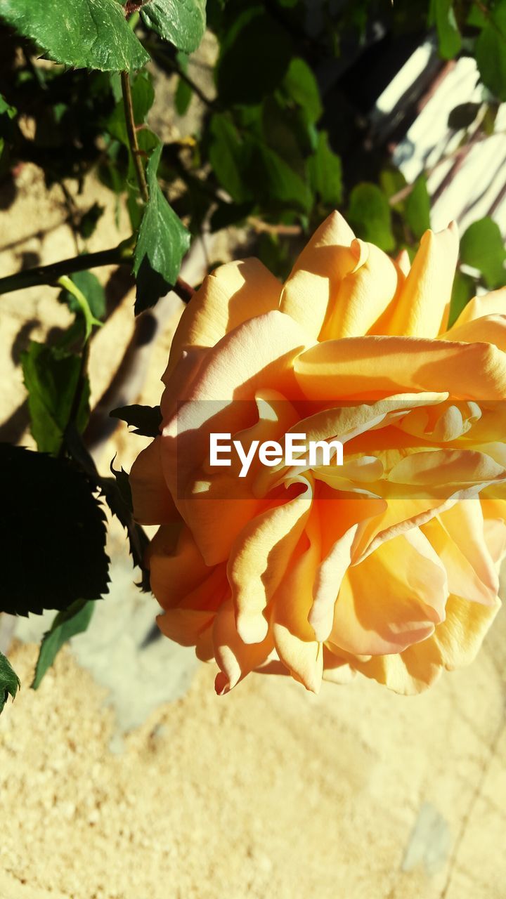 CLOSE-UP OF ORANGE FLOWERS BLOOMING OUTDOORS