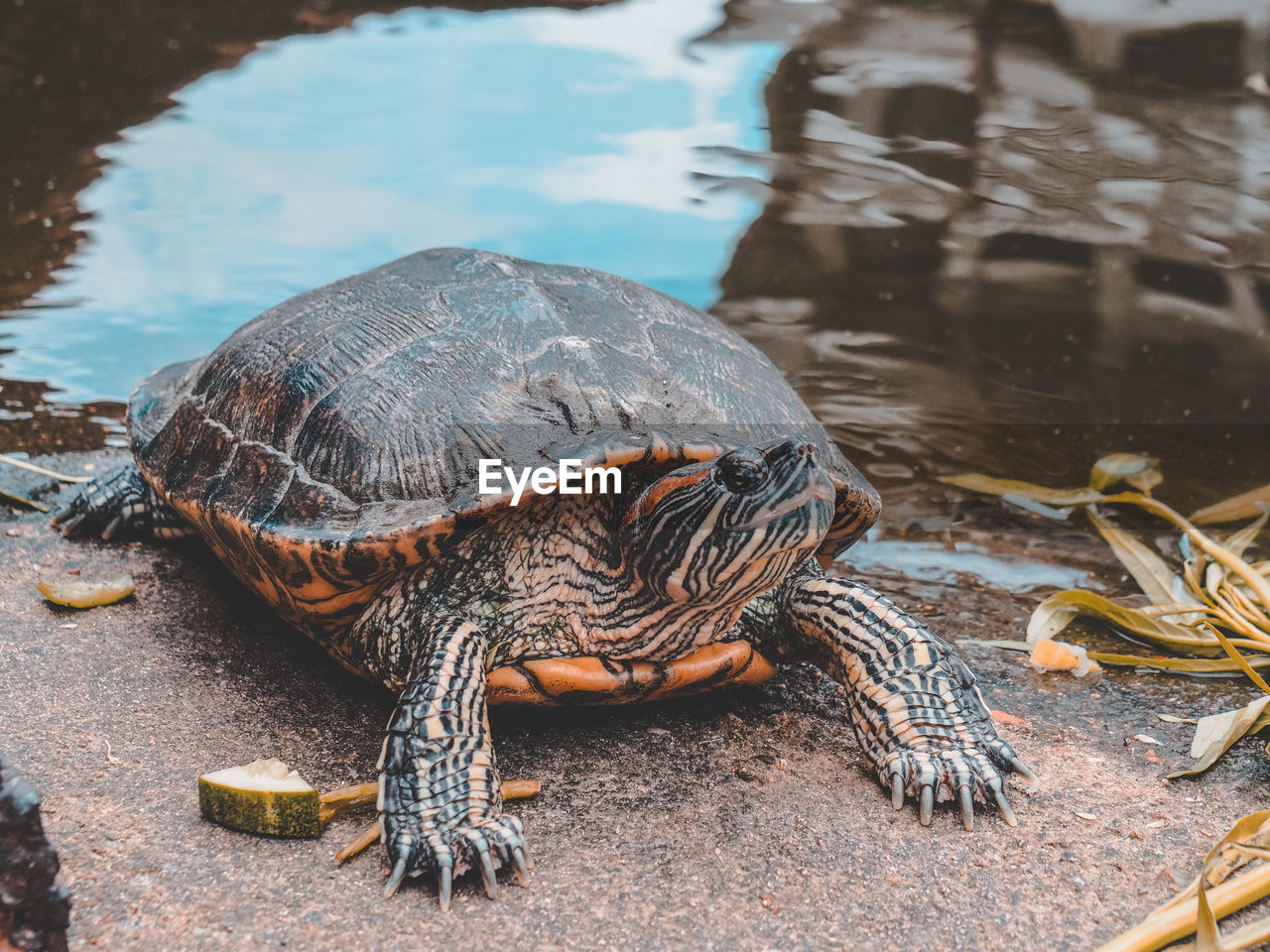 CLOSE-UP OF A TURTLE IN THE LAKE