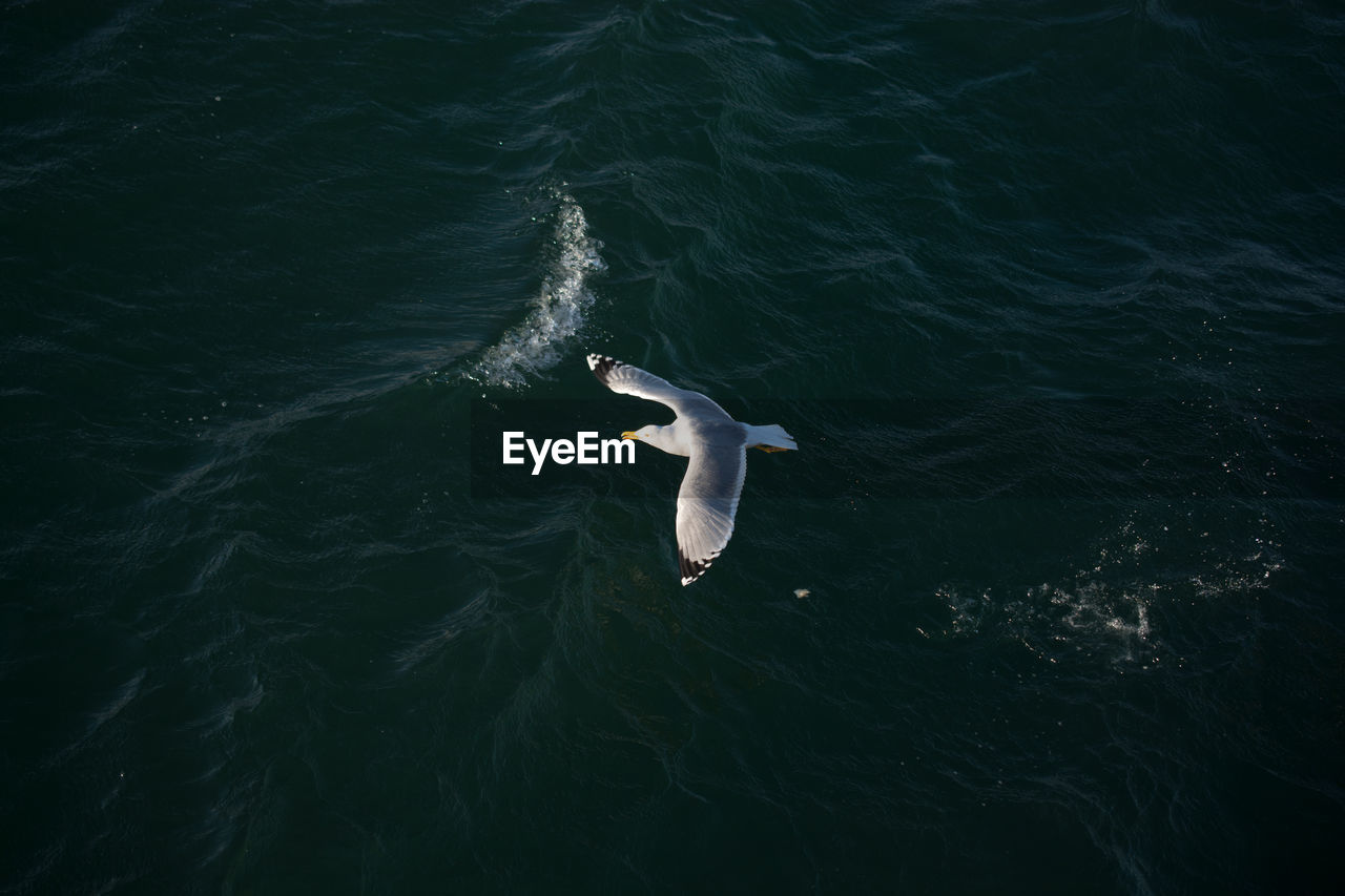 HIGH ANGLE VIEW OF A BIRD FLYING OVER SEA