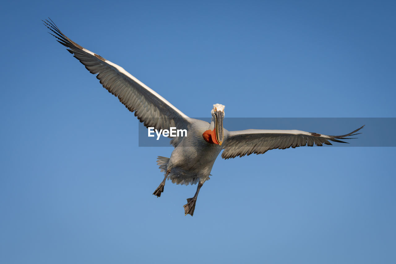 low angle view of pelican flying against clear blue sky