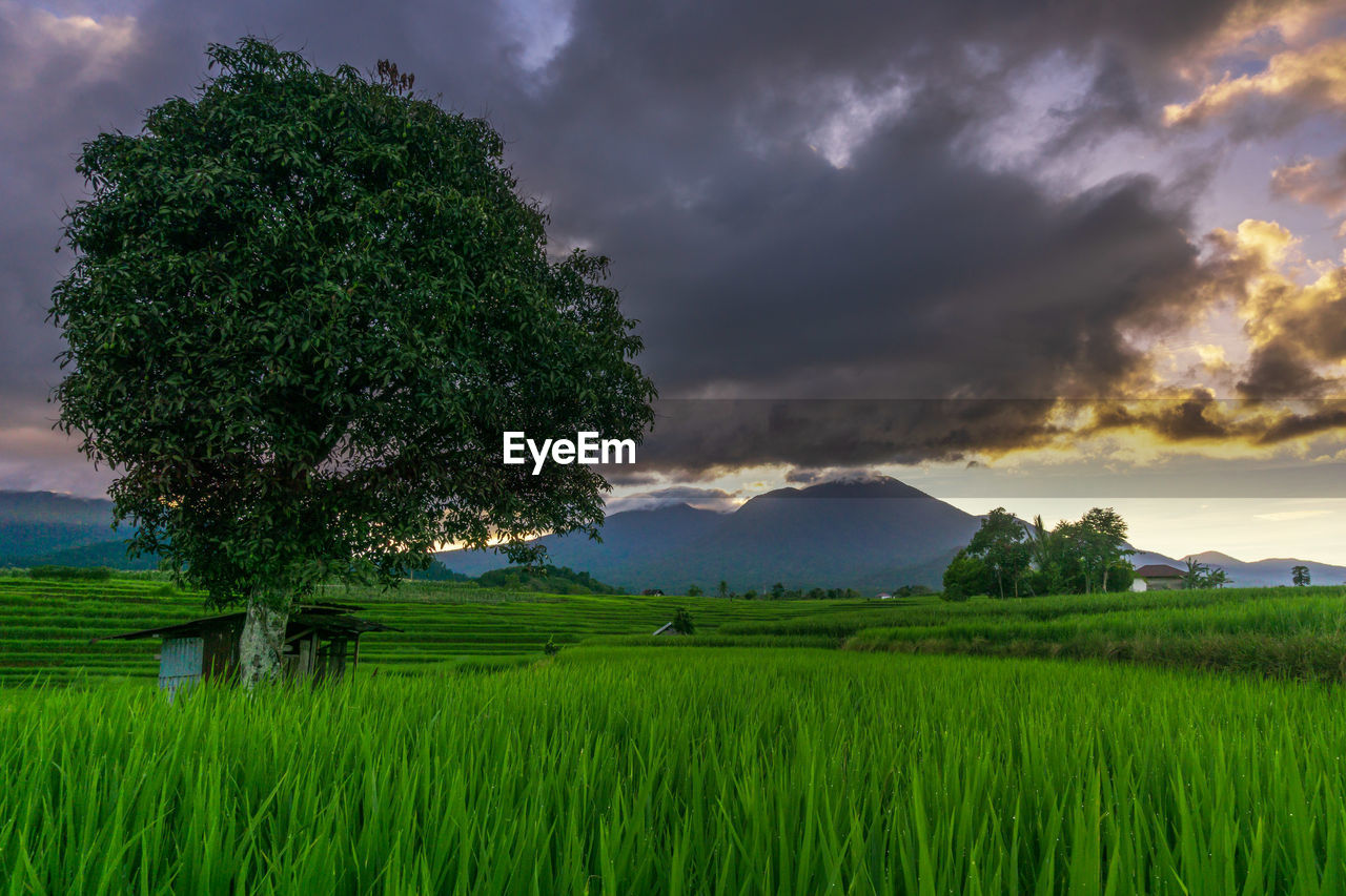 plant, landscape, environment, cloud, sky, nature, field, land, rural scene, tree, grass, agriculture, beauty in nature, grassland, plain, green, scenics - nature, paddy field, crop, horizon, growth, sunset, no people, rural area, meadow, cereal plant, farm, prairie, outdoors, rice, dramatic sky, rice paddy, mountain, sunlight, food, food and drink, storm, cloudscape, social issues, tranquility, environmental conservation, storm cloud, dusk, travel, rice - food staple