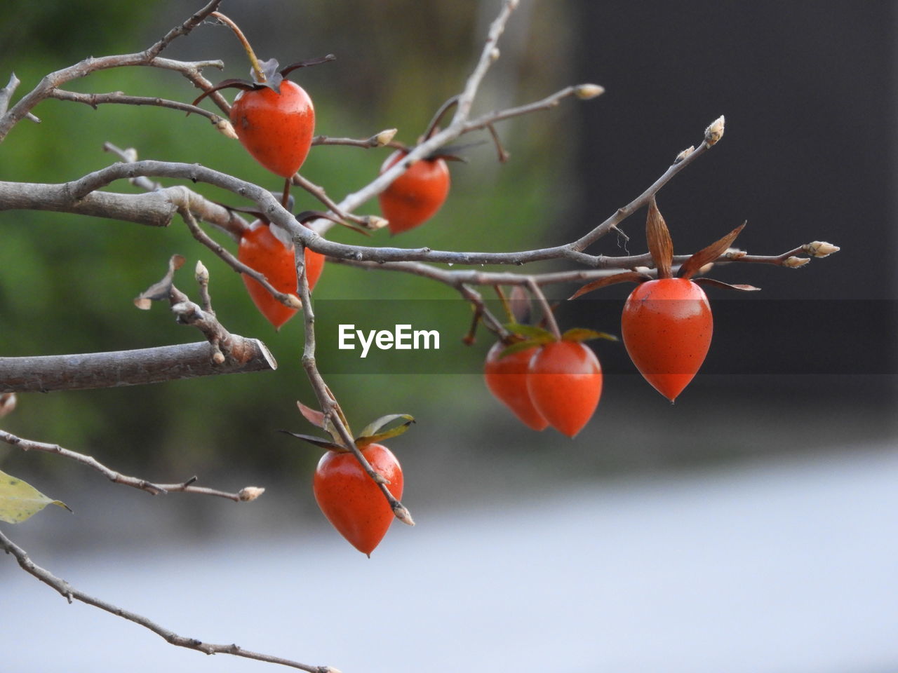 Close-up of berries growing on tree