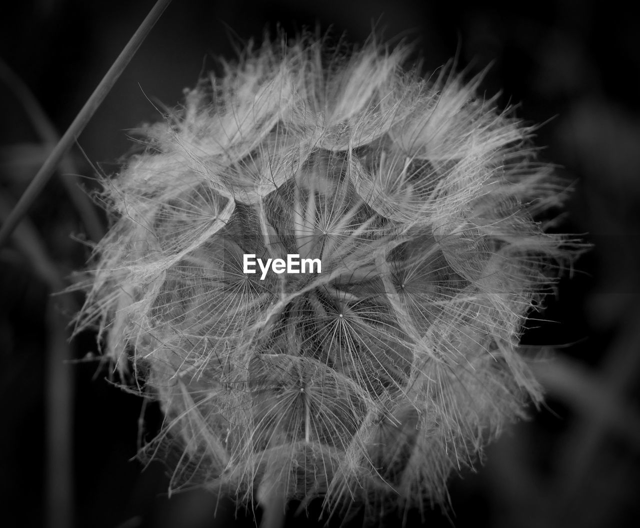 MACRO SHOT OF DANDELION FLOWER