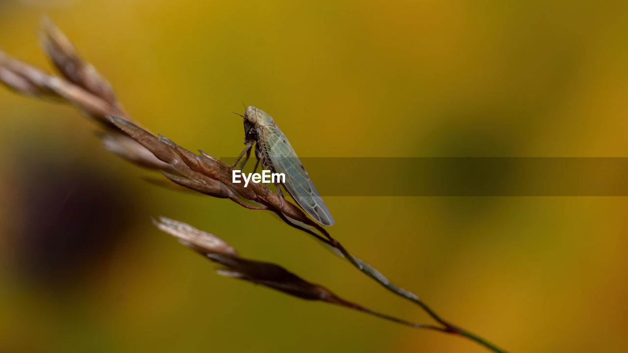 CLOSE-UP OF INSECT