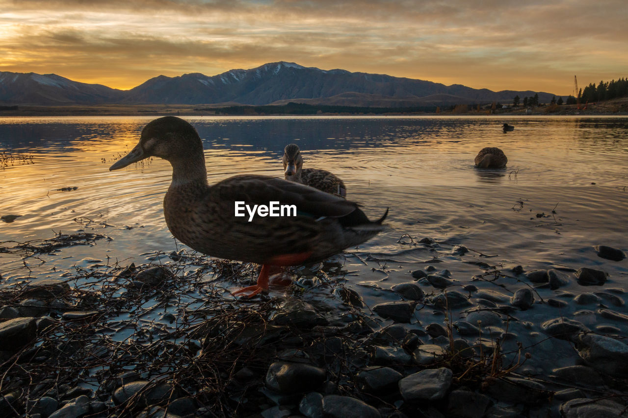 water, reflection, bird, animal, animal themes, animal wildlife, wildlife, sea, sunset, sky, nature, duck, shore, water bird, ducks, geese and swans, beauty in nature, evening, cloud, beach, no people, group of animals, land, coast, goose, outdoors, scenics - nature, mountain, tranquility, environment, travel destinations, ocean