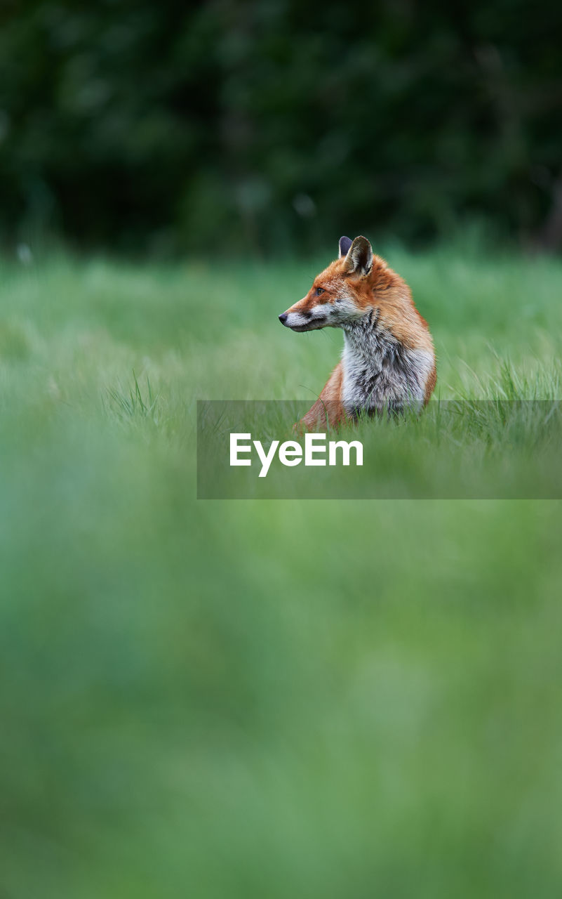 Fox looking away while standing on grassy field